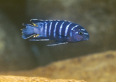 Tropheops sp. 'elongatus mbako' Maingano Island